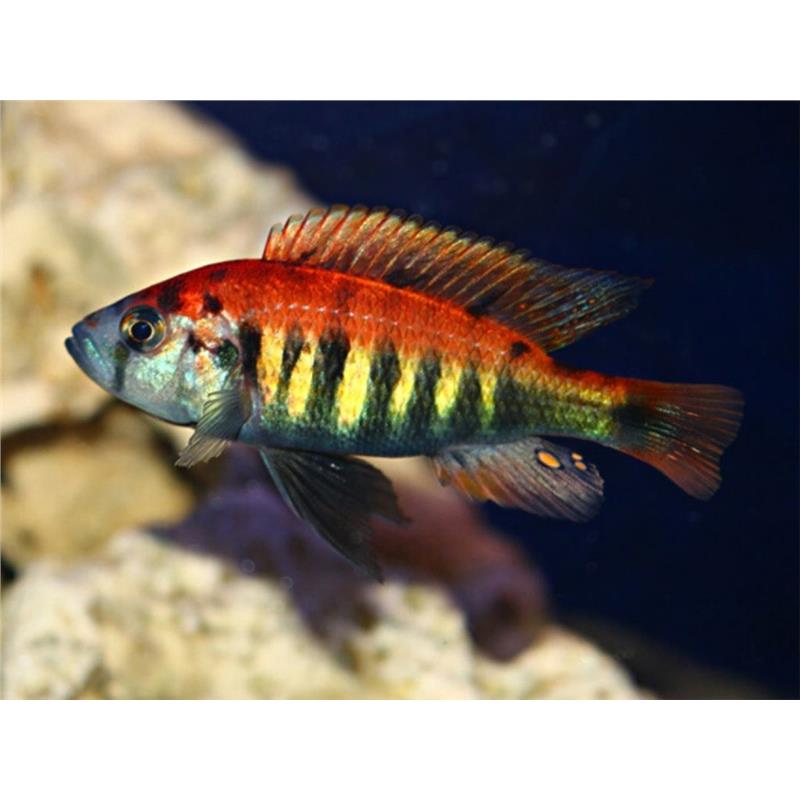 Haplochromis nyererei Ruti Island - imagine 4